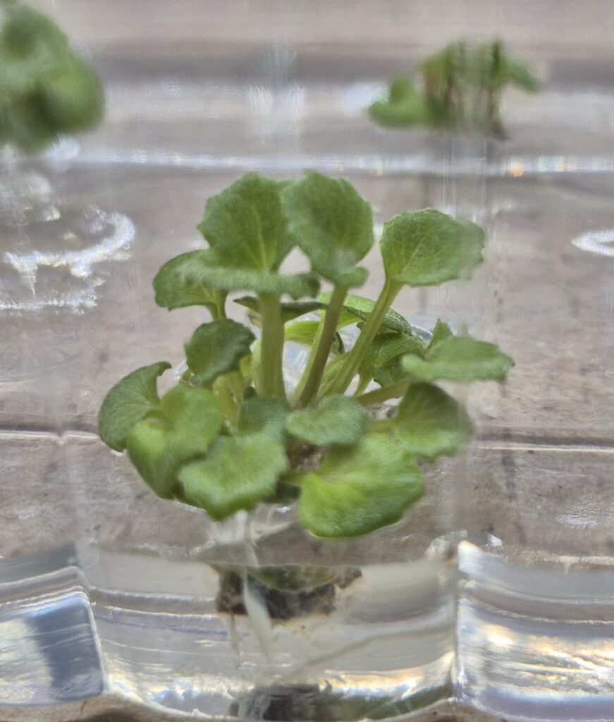 Farfujum japonica