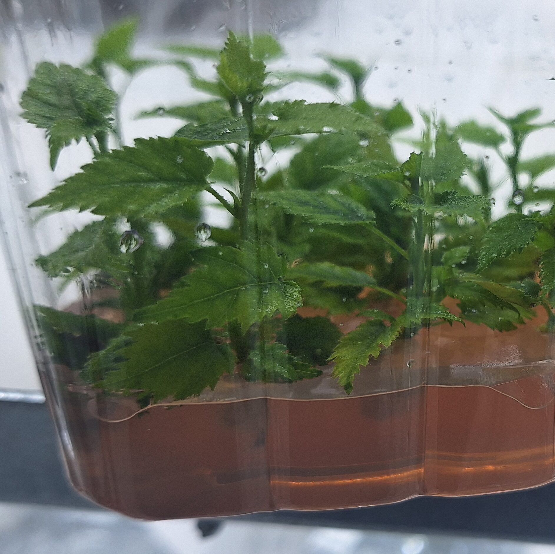 Hazelnut by tissue culture