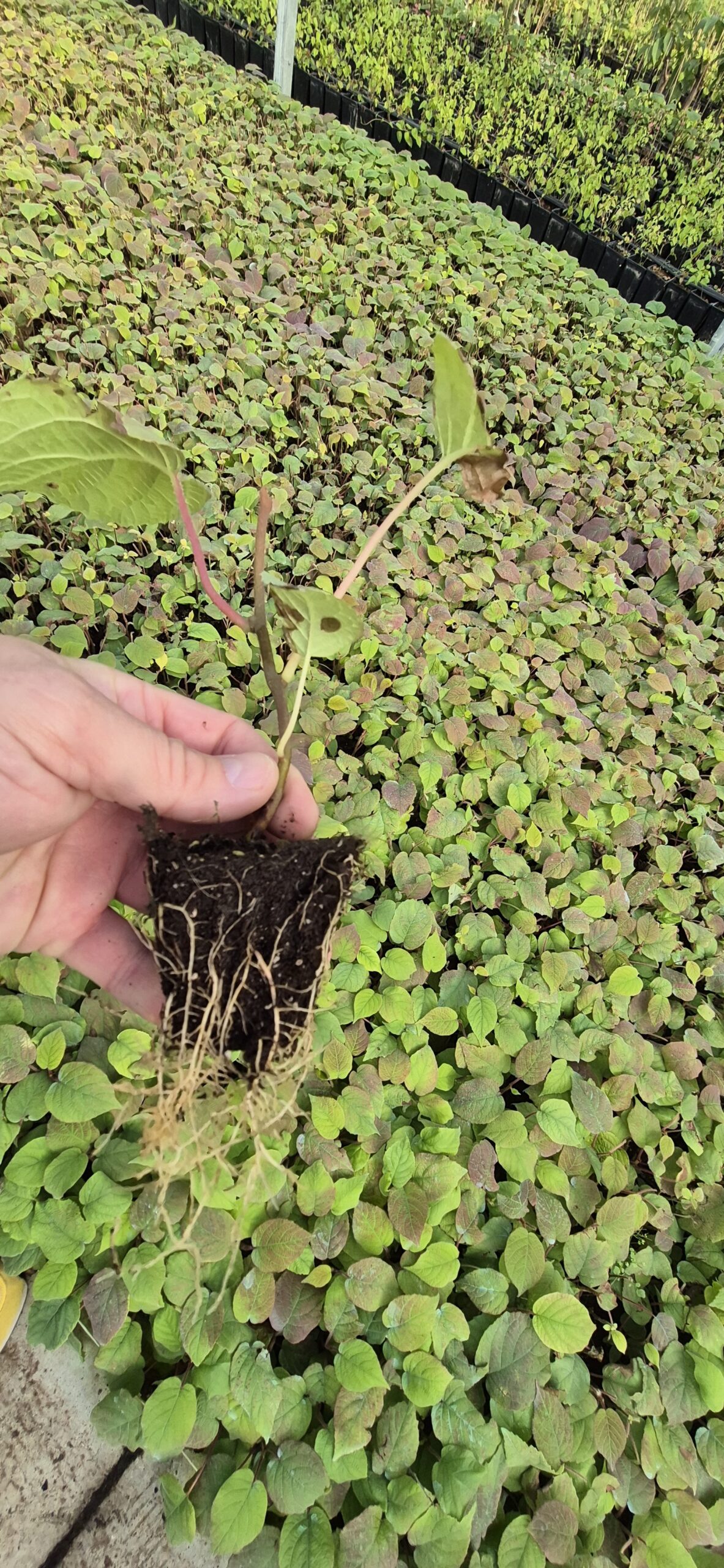 Actinidia Hayward roots ( kiwi )